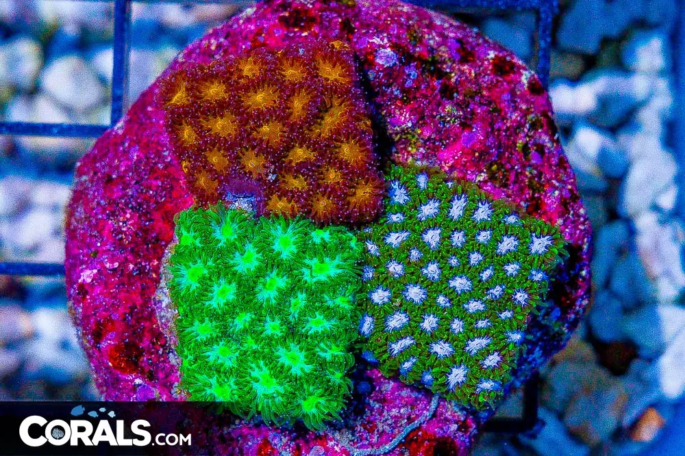 3 Color Leptastrea Combo Frag!