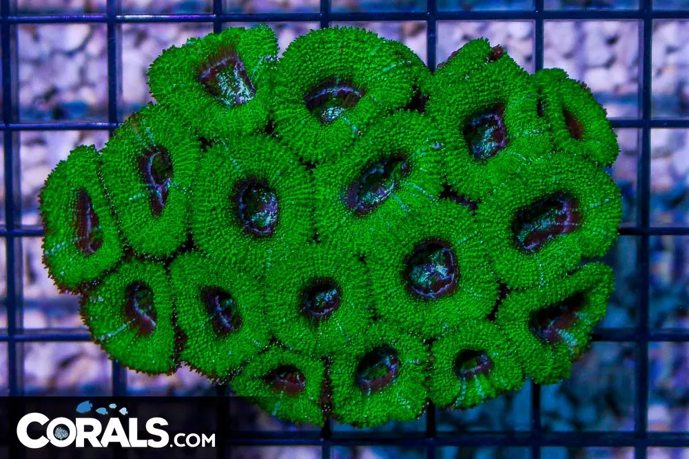 Acan Lord – Australia NEON PUFFY!