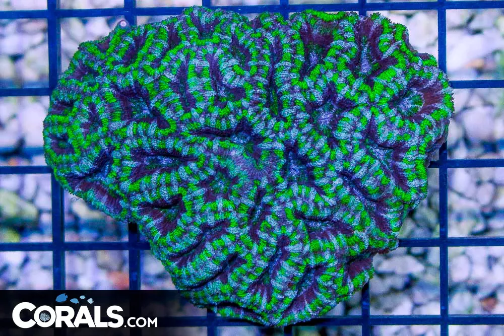 Acan Lord – Australia NEON RING SUPER STRIPED