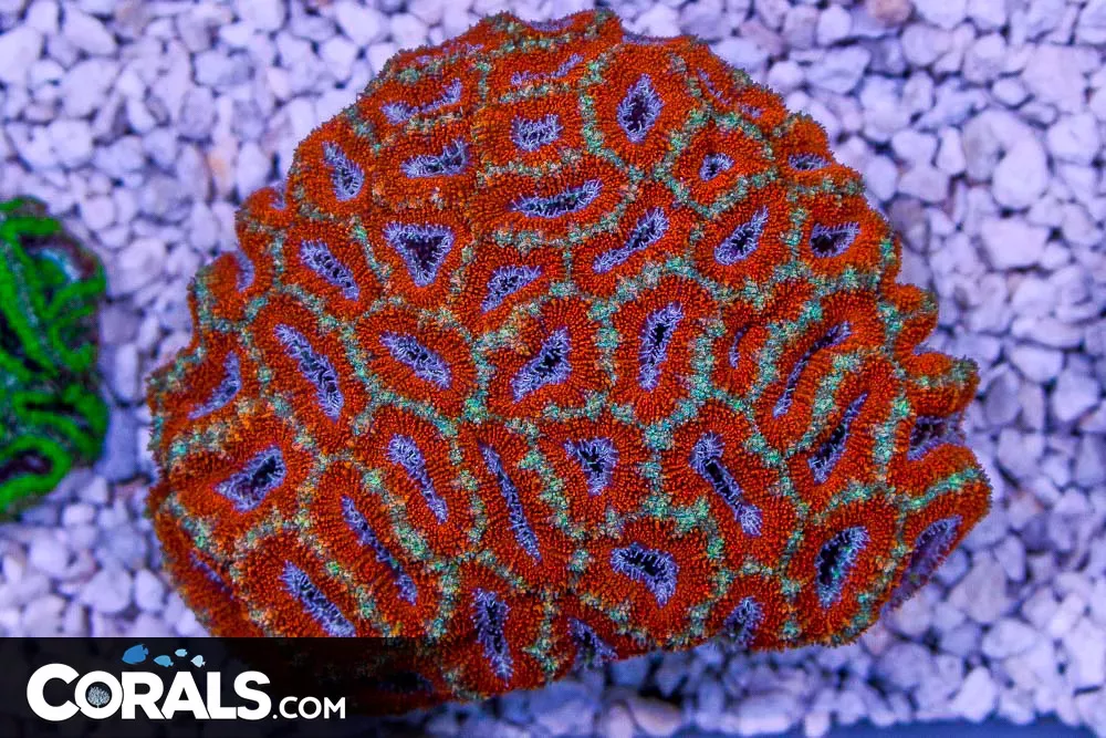 Acan Lord – Australia – Purple Centers!