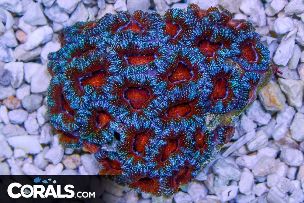 Acan Lord – Australia SPECKLED