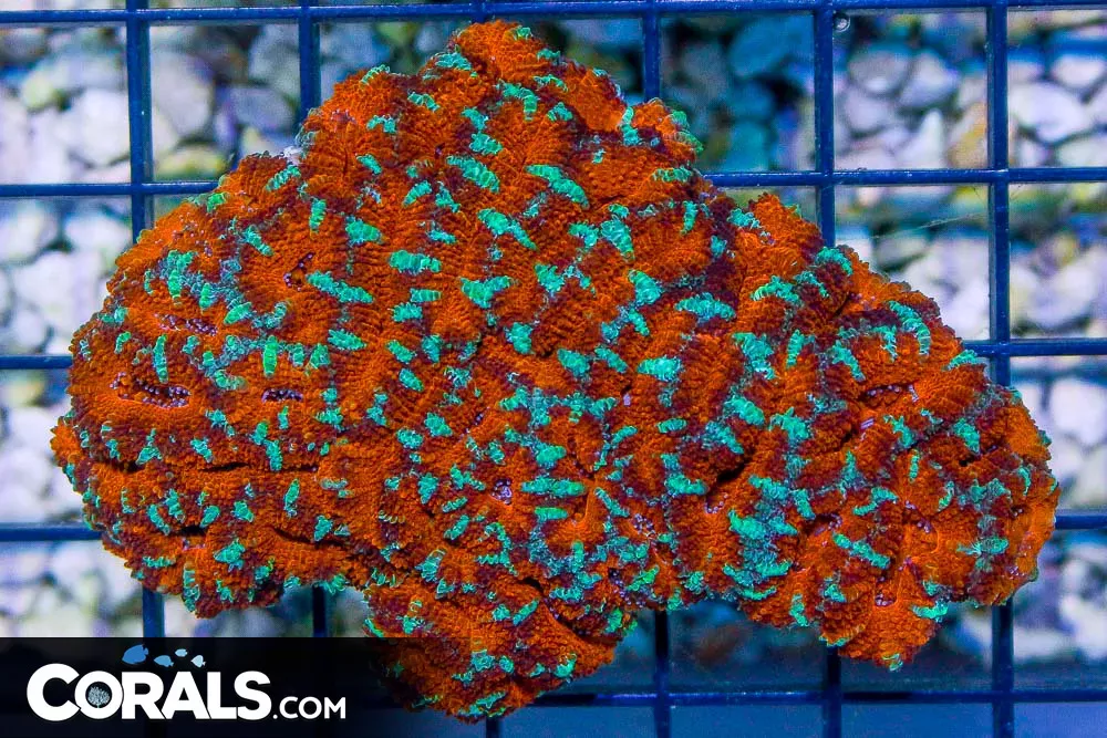 Acan Lord – Australia STRIPED