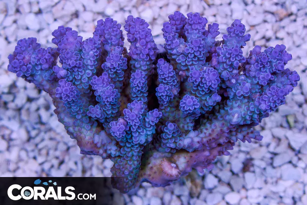 Acropora – Australia DEEP PURPLE w/ BLUE