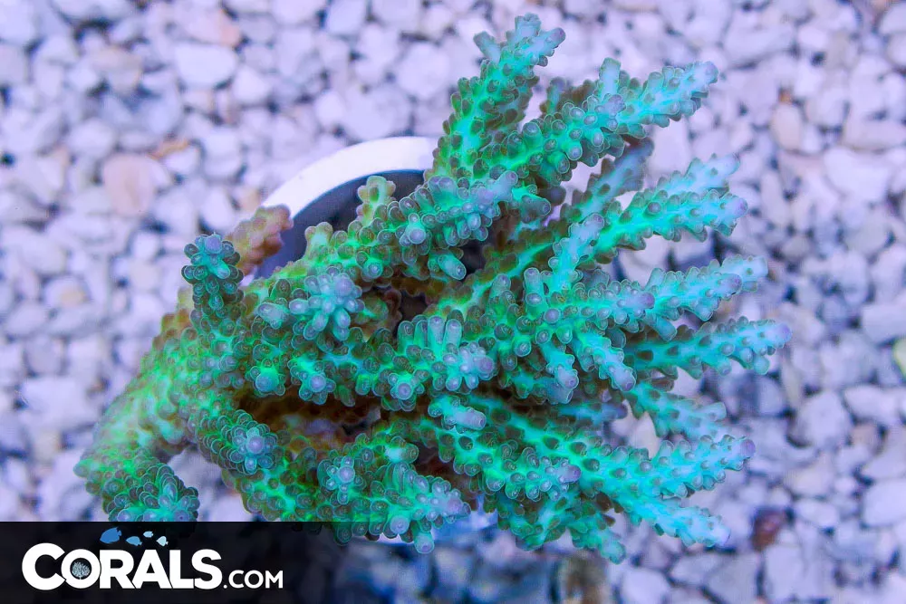 Acropora – Australia GREEN and AQUA!
