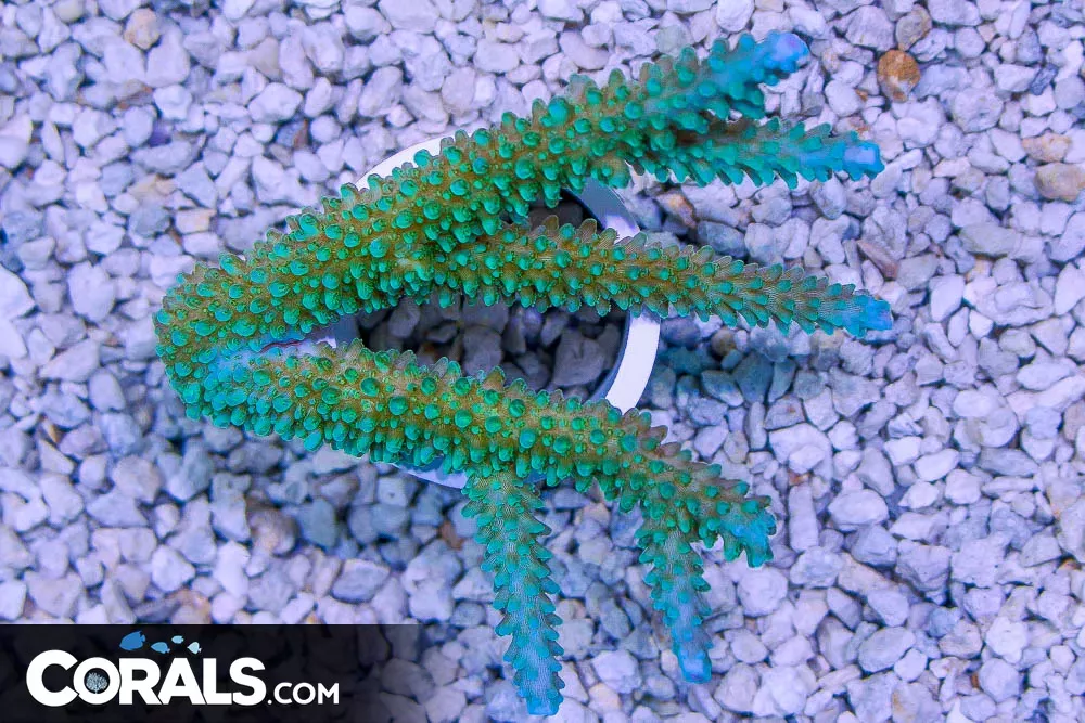 Acropora – Australia GREEN w/ BLUE Tips!