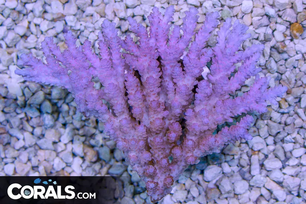 Acropora – Australia PINK/PURPLE FLAT