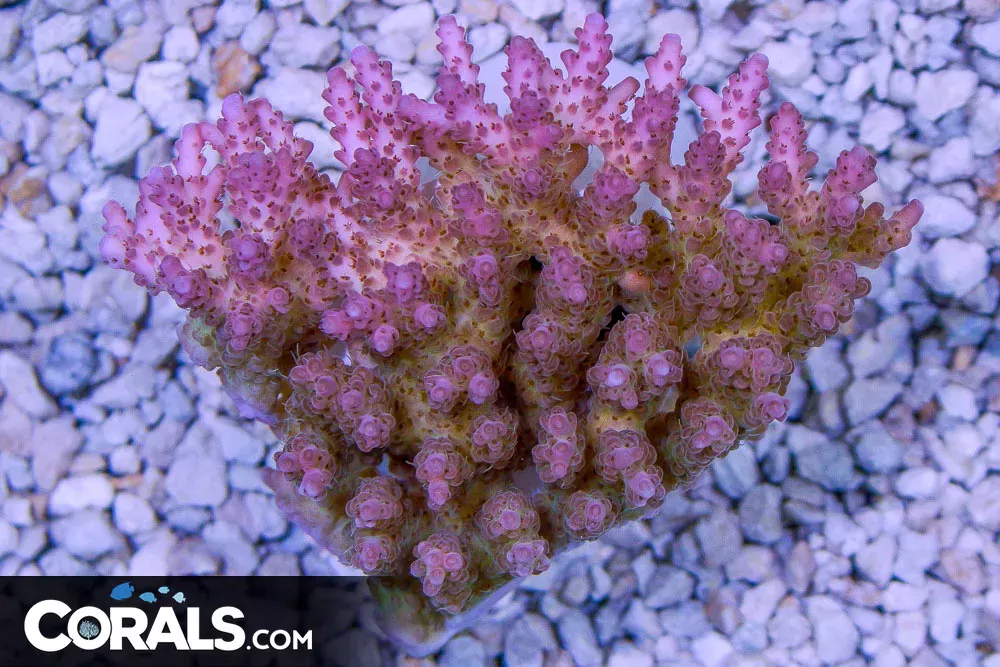 Acropora – Australia PINK