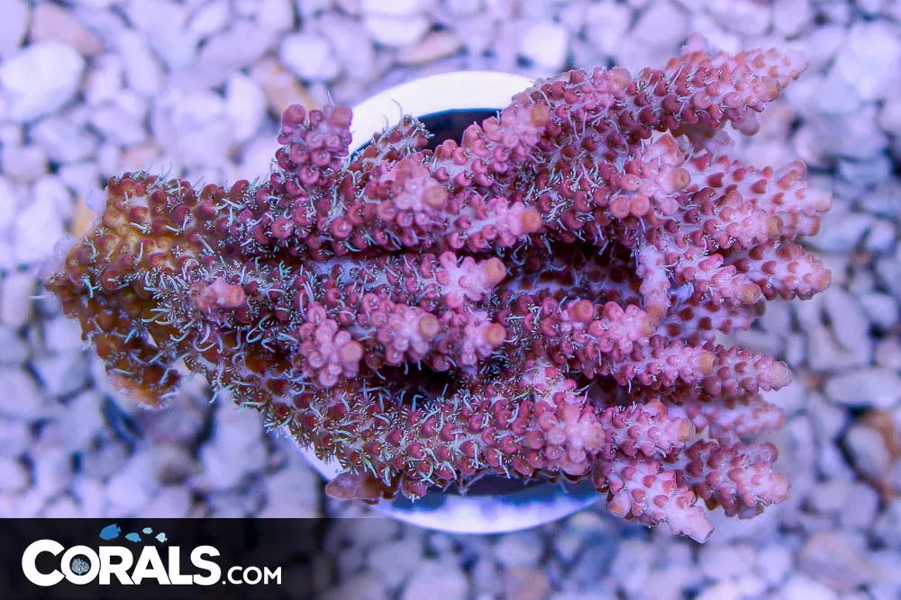 Acropora – Australia Vibrant PINK