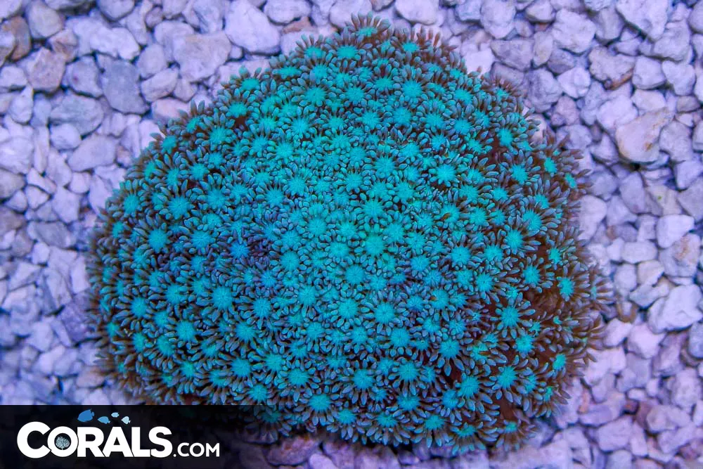 Alveopora – Australia RARE BLUE!