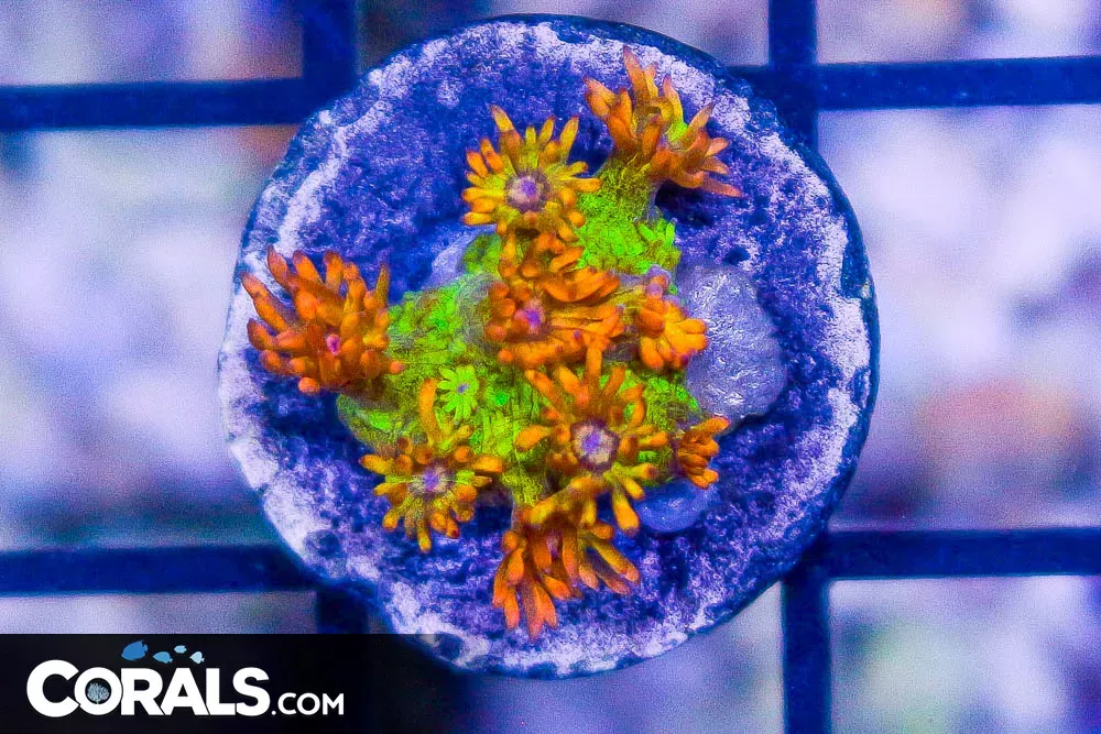 AMAZEBALLS Goniopora Frag (Blue Video Inside!) 3