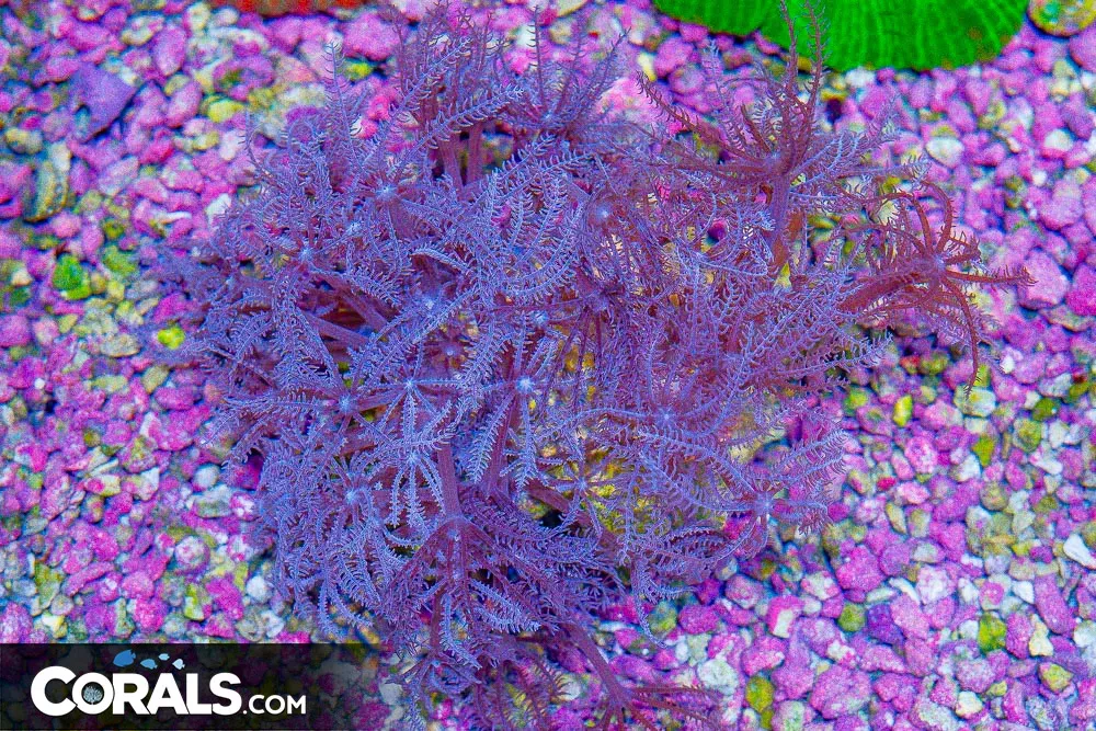 Anthelia Colony Tons of Polyps!