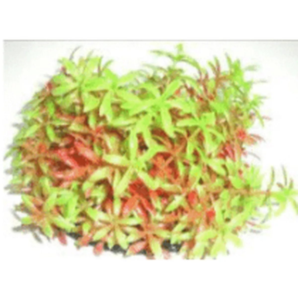 Aquarium Plastic Bush Red & Green 9cm