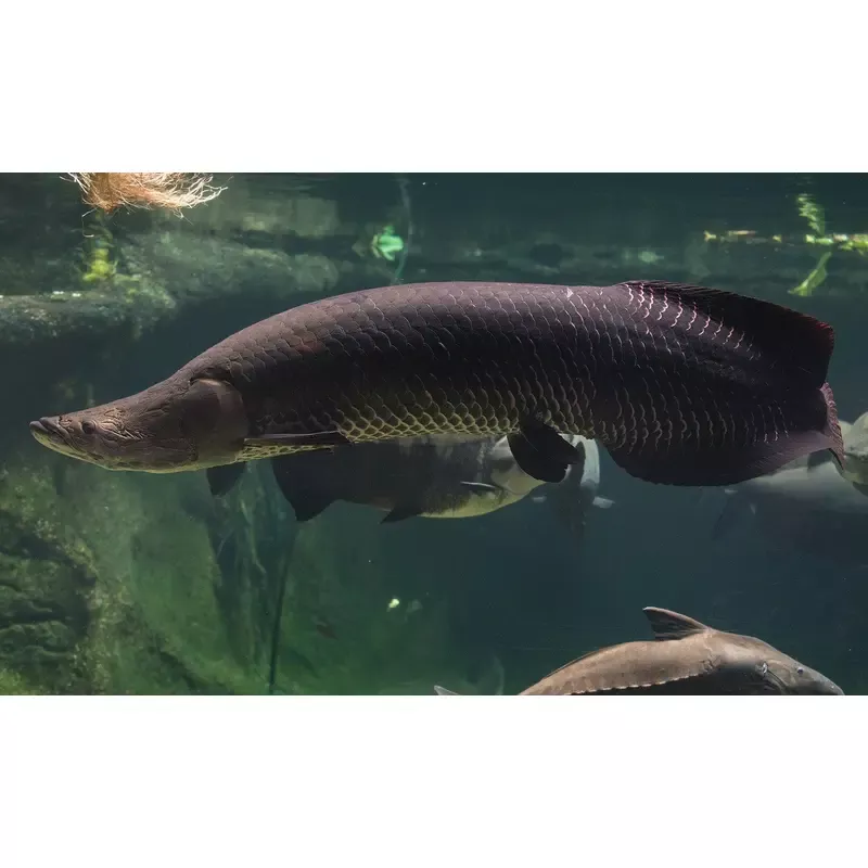 Arapaima 30 – 32 inches