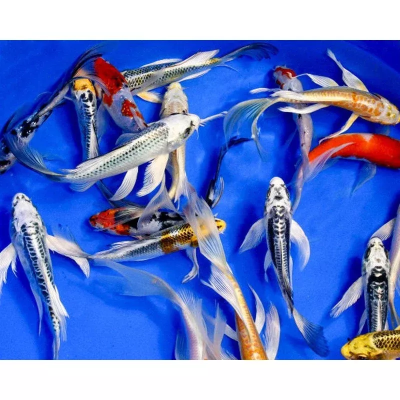 Assorted Butterfly Koi 3-4″