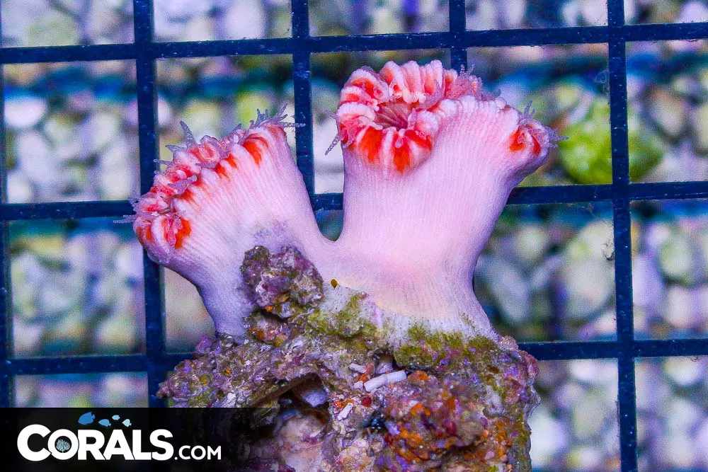 Balanophyllia – Aussie RARE NPS!