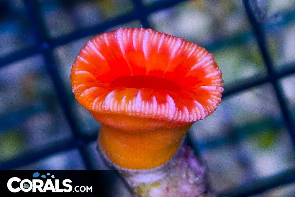 Balanophyllia – Australia
