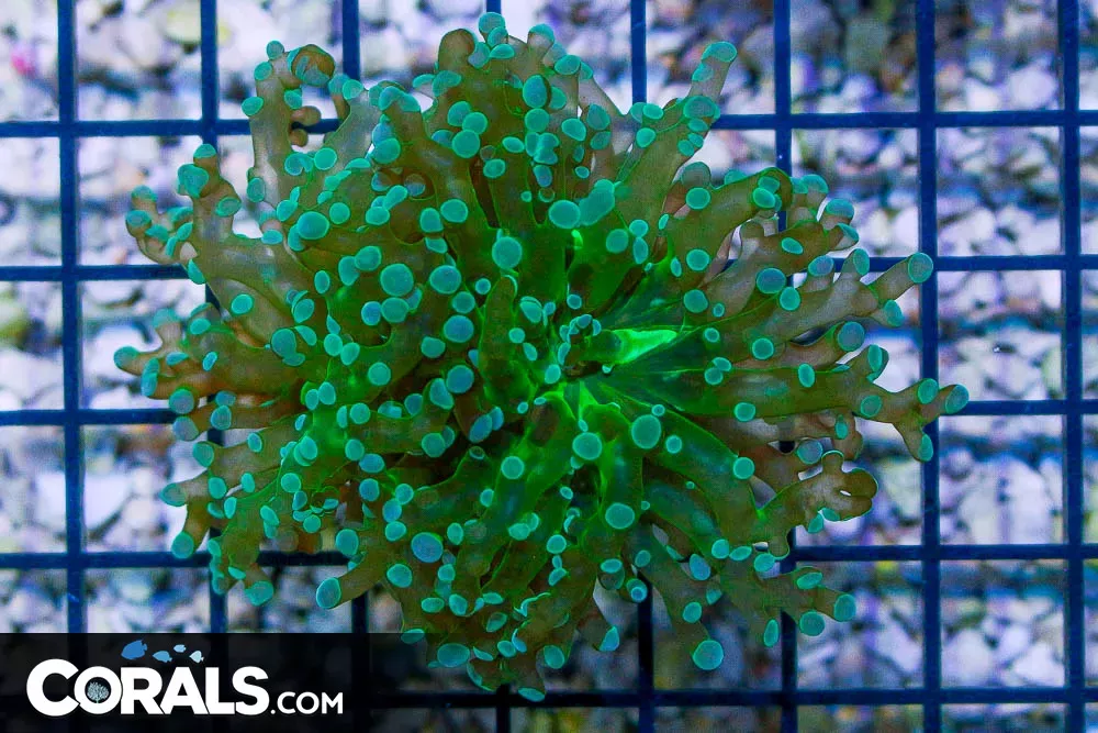 BIG Branching Frogspawn Frag – Indo GREEN