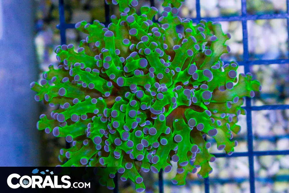 BIG Branching Frogspawn Frag – Indo NEON STEMS Purple Tips!