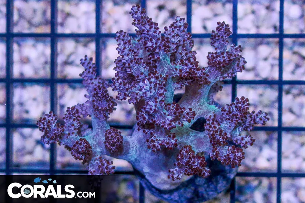 BIG Colored Kenya Tree Coral Frag