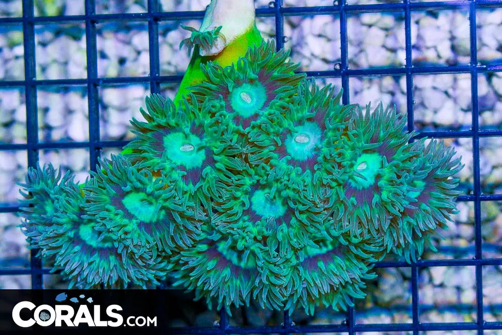 BIG Duncan Colony – Australia 15 Polyps
