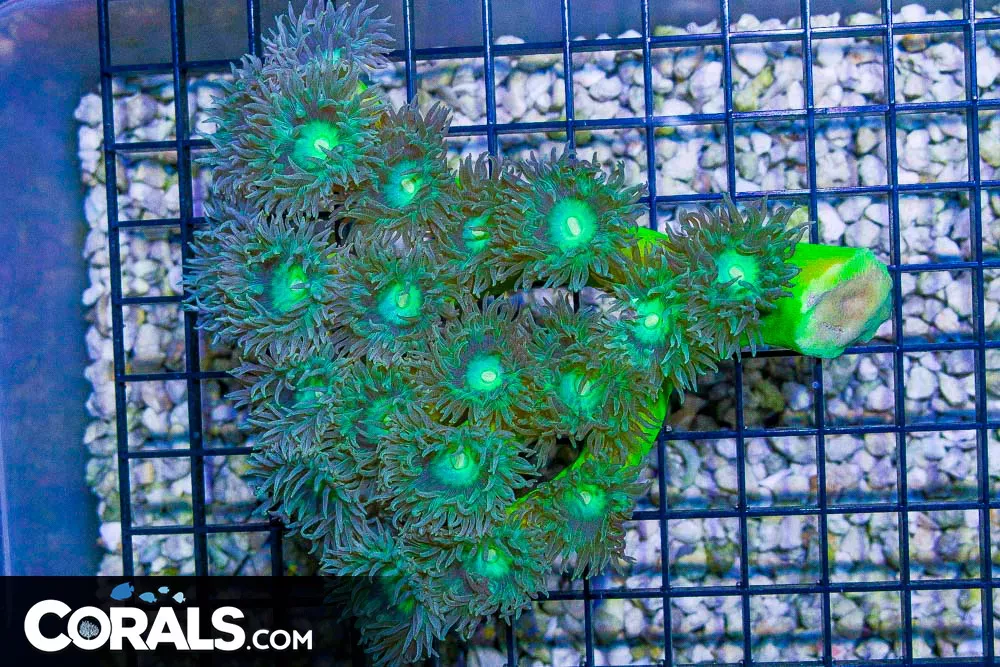 BIG Duncan Colony – Australia 20 Polyps