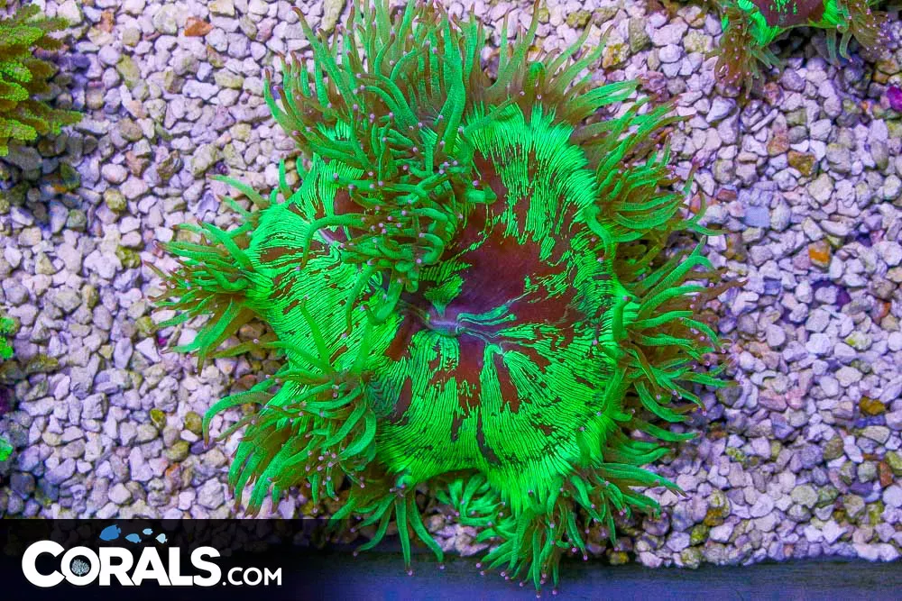 BIG Elegance – Australia Bright Pink Tips!