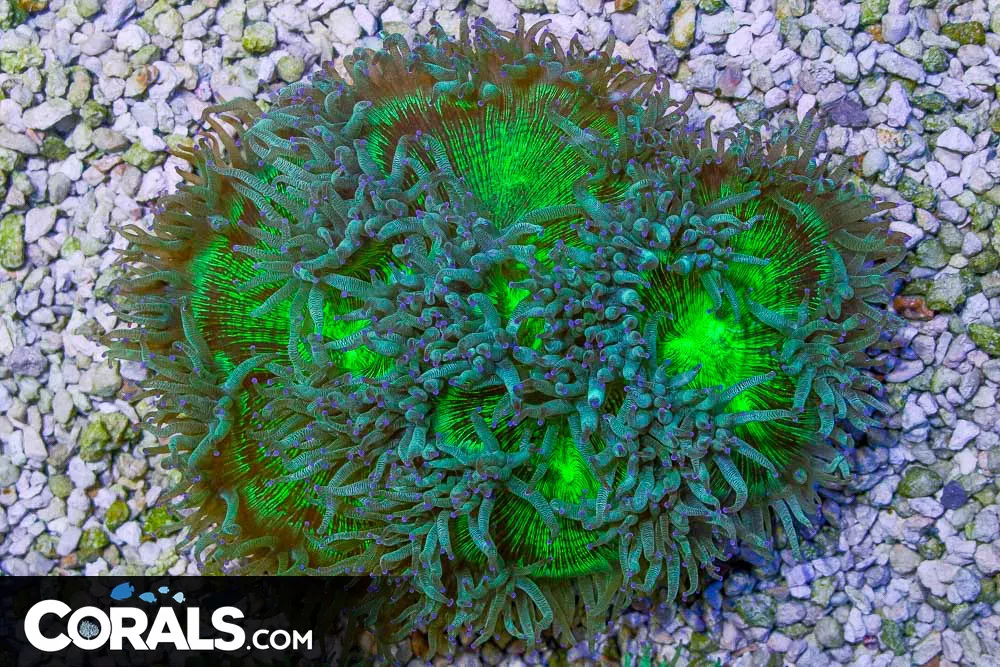 BIG Elegance – Australia BRIGHT PURPLE TIPS!