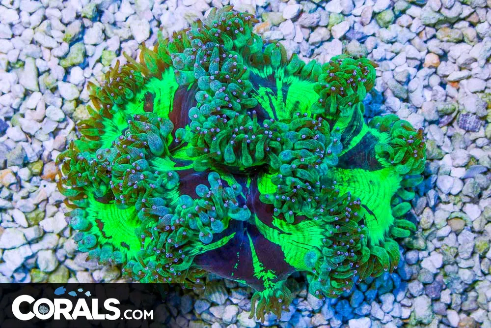 BIG Elegance – Australia Bright w/ Dark Pattern!