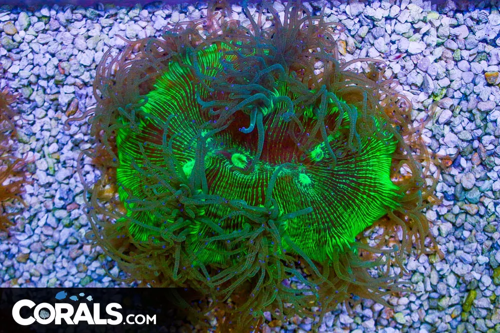BIG Elegance – Australia PURPLE TIPS! Flat Bottom Type Opens Big!