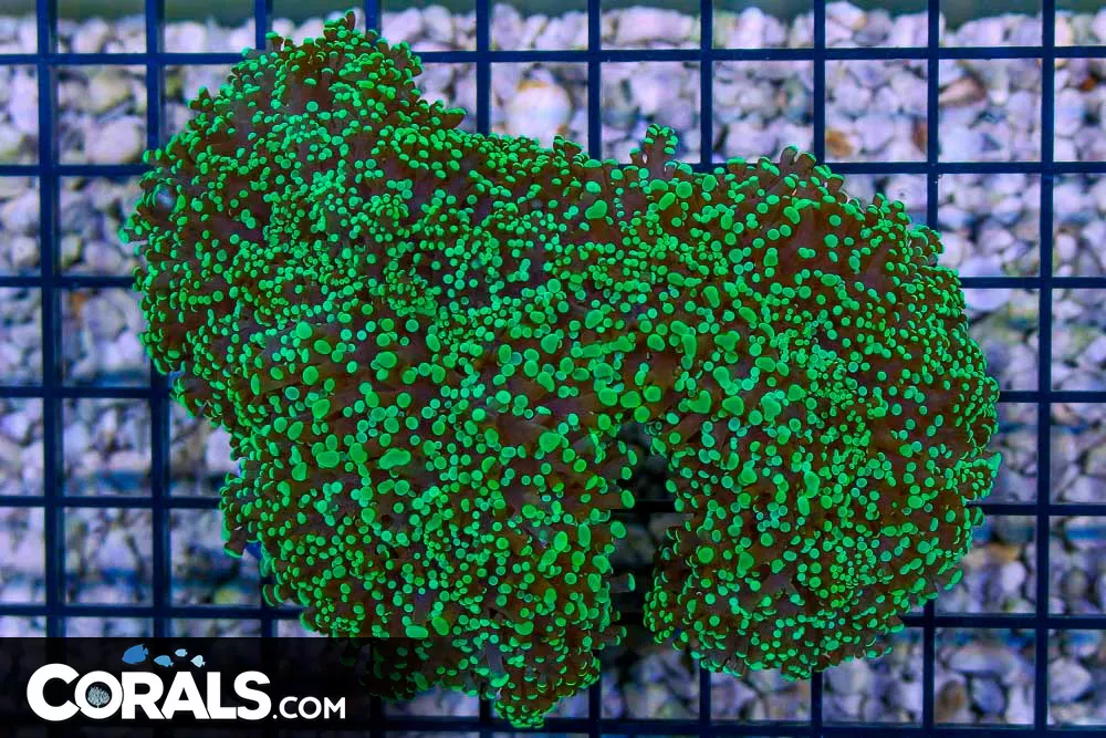 BIG Frogspawn Wall – Australia GREEN TIPS