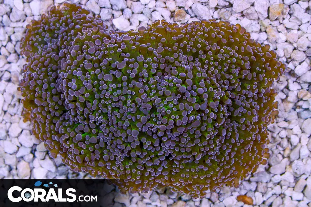 BIG Frogspawn Wall – Australia NEON STEMS and Purple Tips