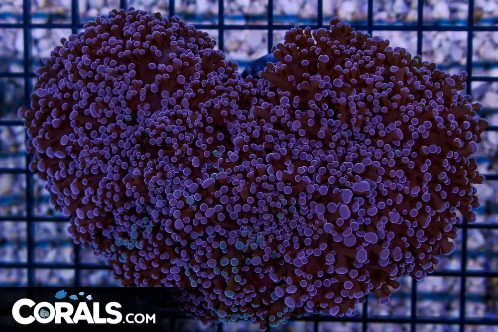 BIG Frogspawn Wall – Australia PURPLE w/ SOME GREEN TIPS!
