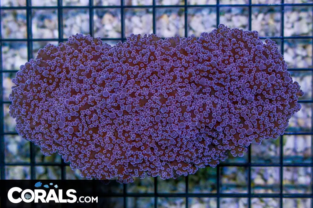BIG Frogspawn Wall – Australia