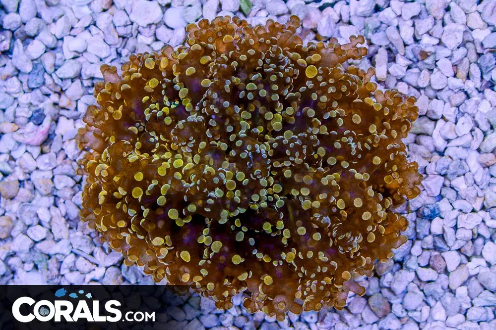 BIG Frogspawn Yaeyamaensis RARE – Indonesia ORANGE – OPENS HUGE!