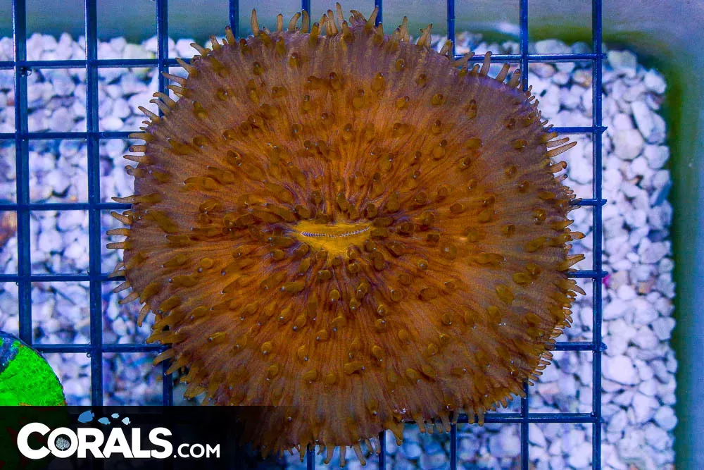 BIG Fungia – Australia ORANGE PUFFY!