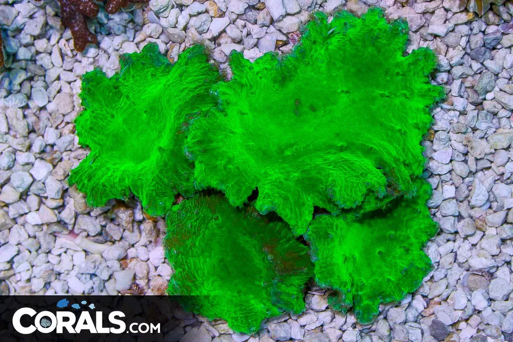 BIG GREEN Cabbage Leather – Indonesia