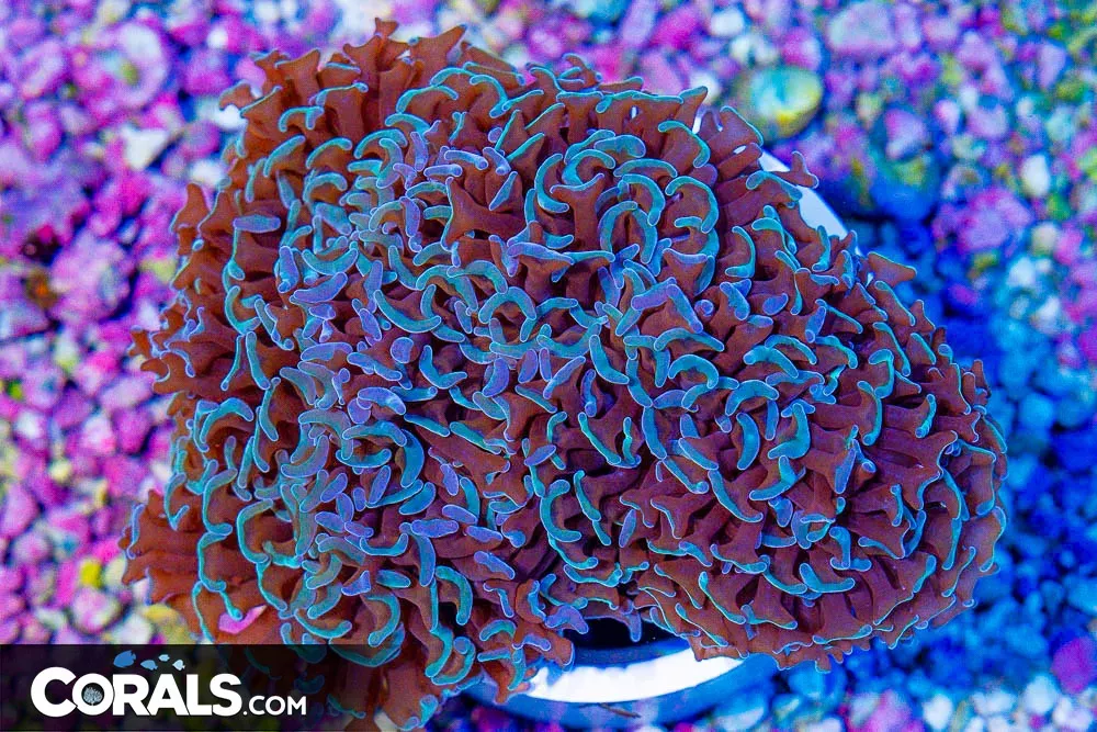 BIG Hammer Wall – Australia Multicolor Tips! (Blue Video Inside!)