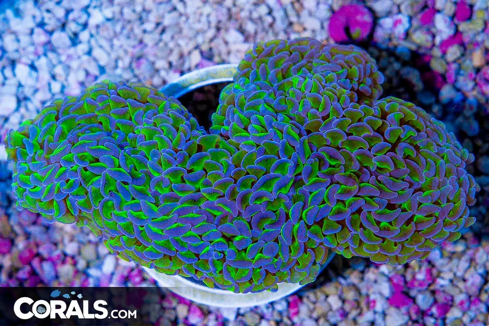 BIG Hammer Wall – Indonesia – SUPER NEON STEMS! (BLUE VIDEO INSIDE!)