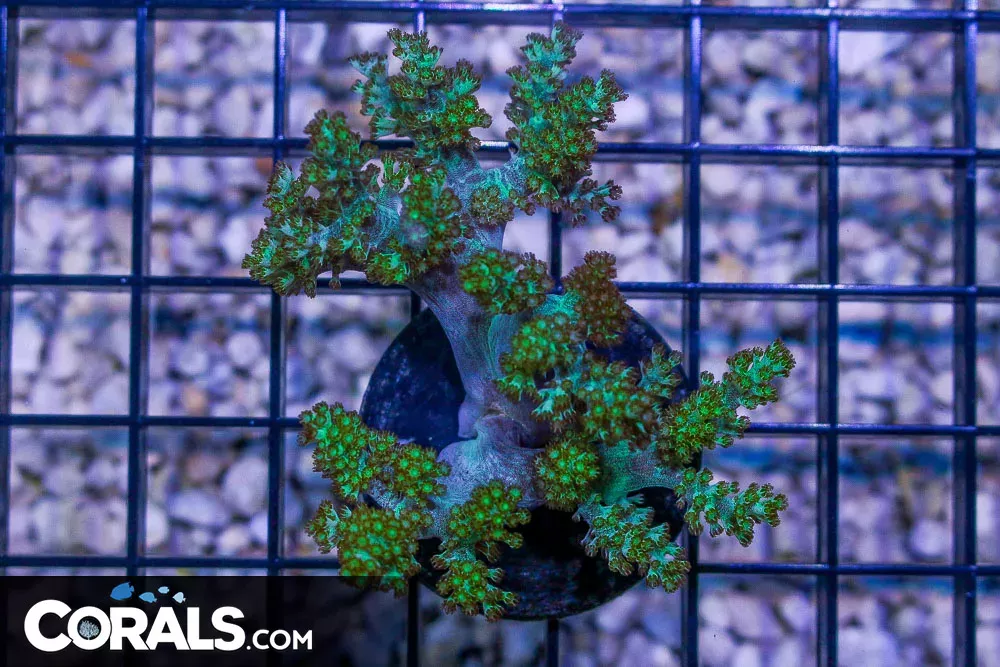 Big Kenya Tree Coral Frag