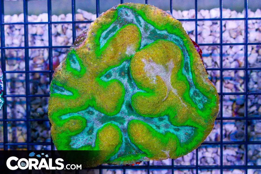 BIG Lobo/Symphyllia – Indo SUPER ULTRA GLOWS!