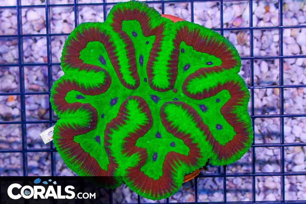 BIG Lobo/Symphyllia – Indo ULTRA NEON/RED