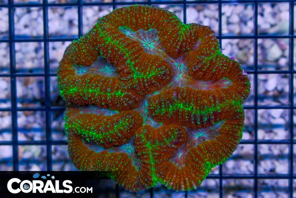 BIG Lobophyllia – Indo – ULTRA SPECKLED