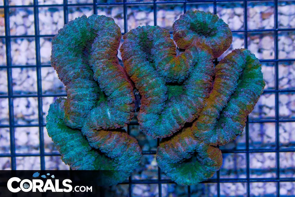 BIG Lobophyllia – ULTRA MULTICOLOR – Aussie