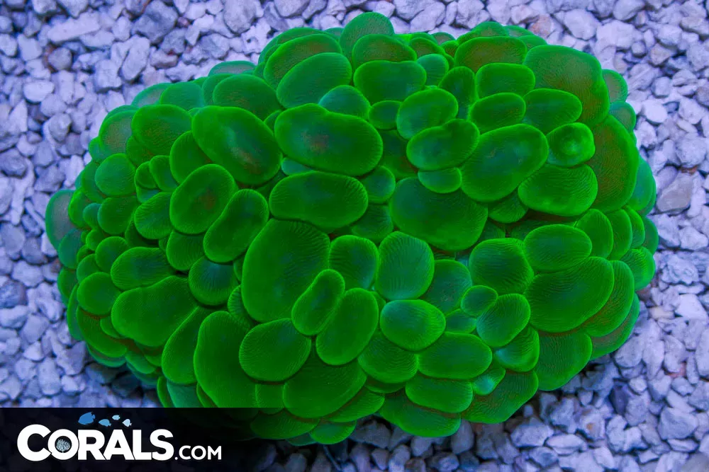 BIG NEON Bubble Coral – INDO