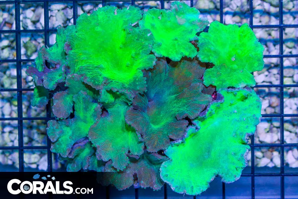 BIG NEON Cabbage Leather – Indonesia