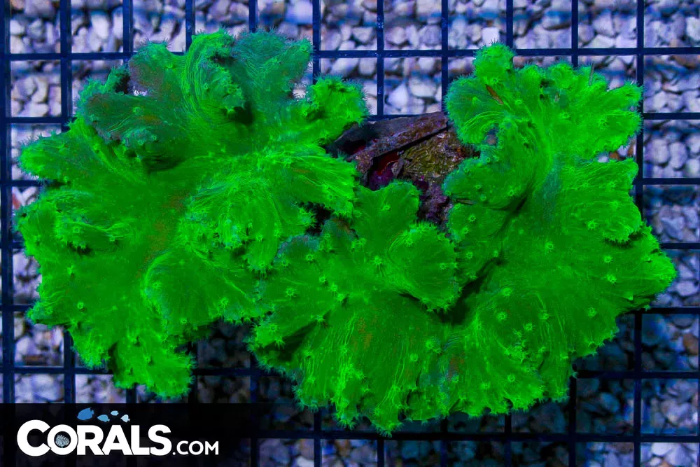 BIG NEON and GREEN Cabbage Leather – Indonesia