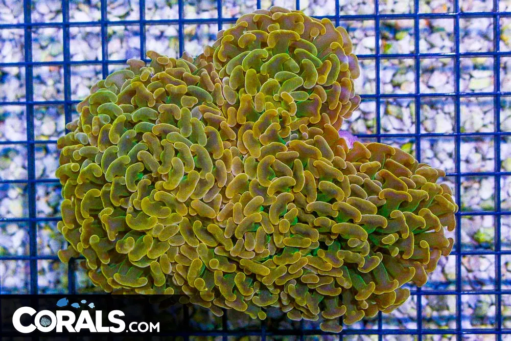 BIG ORANGE TIPS/GREEN STEMS Hammer Wall – Aussie RARE! (Blue Video Inside!)