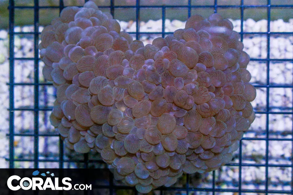 BIG Pearl Bubble Coral – AUSSIE (Blue Video Inside!)