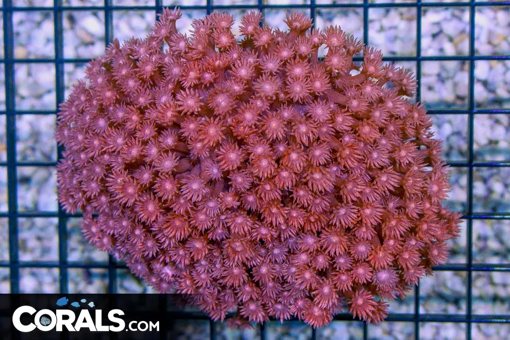 BIG PINK Goniopora – TONGA