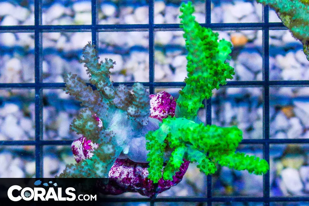 BIG Sinularia Leather Frag – Indo & Aussie